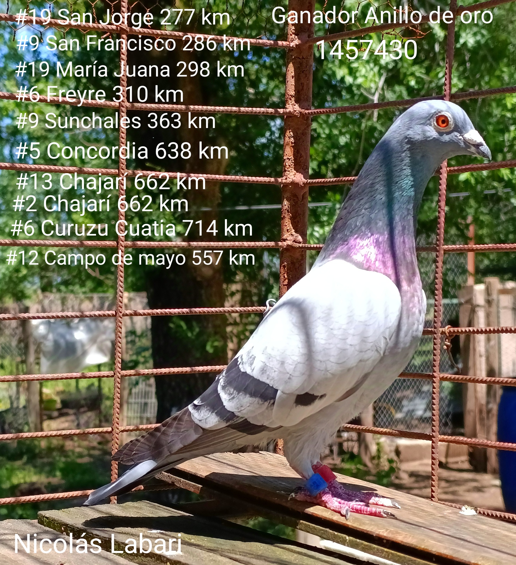 Datos de la paloma