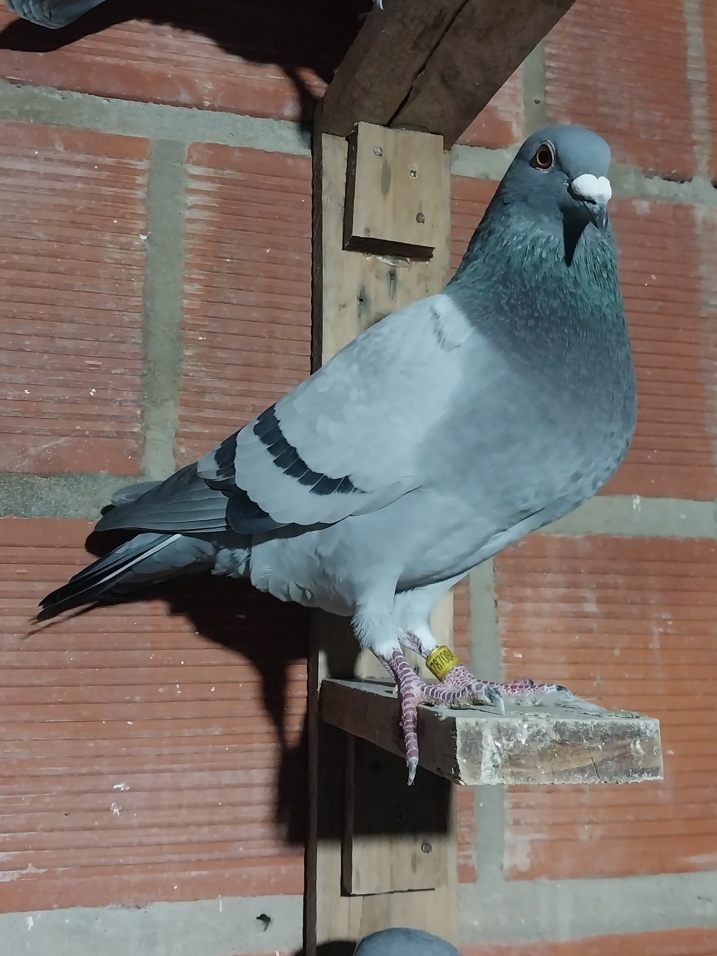 Datos de la paloma